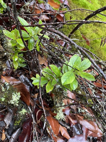 Vaccinium calycinum observed 2022-10-26