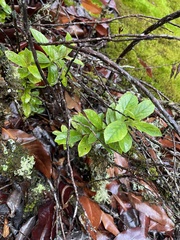 Vaccinium calycinum