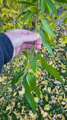 Populus angustifolia