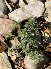 Amaranthus polygonoides