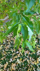 Populus angustifolia