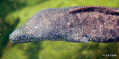 Gymnothorax pictus