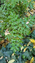 Berberis aquifolium