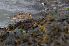 Calidris ptilocnemis