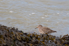 Calidris ptilocnemis