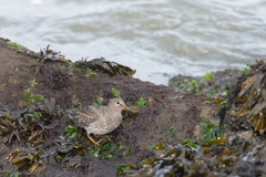 Calidris ptilocnemis
