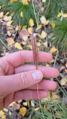 Bothriochloa ischaemum