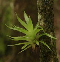 Tillandsioideae