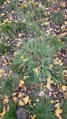 Bothriochloa ischaemum