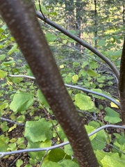 Betulaceae