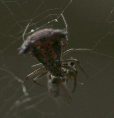 Micrathena triangularis