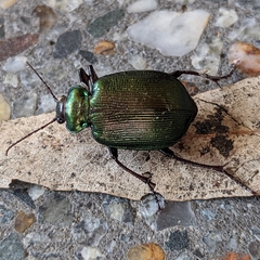 Calosoma schayeri