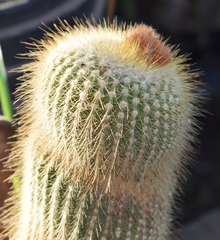 Parodia lenninghausii