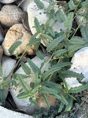 Tragia ramosa