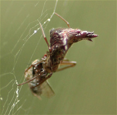 Micrathena triangularis