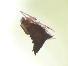 Micrathena triangularis