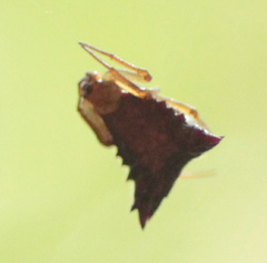 Micrathena triangularis