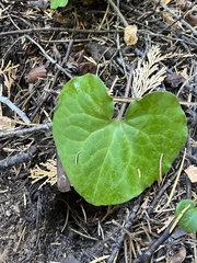 Asarum hartwegii