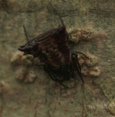 Micrathena triangularis