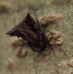 Micrathena triangularis