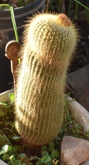 Parodia lenninghausii