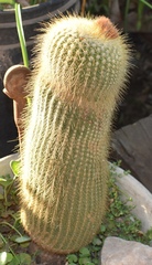 Parodia lenninghausii