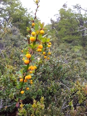 Berberis microphylla