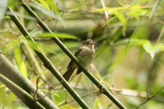 Lathrotriccus euleri