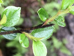 Cotoneaster franchetii