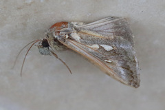 Chrysodeixis argentifera