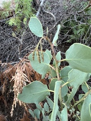 Arctostaphylos viscida mariposa