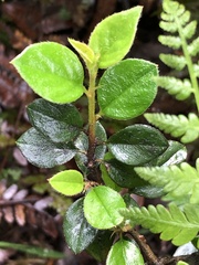 Cotoneaster franchetii