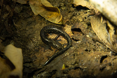 Plethodon richmondi