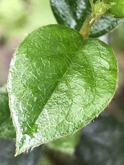 Cotoneaster franchetii