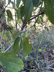 Ceanothus integerrimus