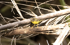 Basileuterus culicivorus