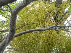 Misodendrum punctulatum