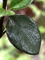 Cotoneaster franchetii