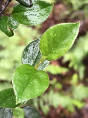 Cotoneaster franchetii