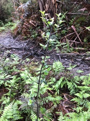 Cotoneaster franchetii