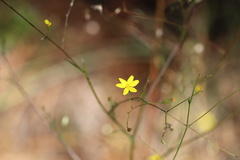 Croptilon divaricatum