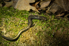 Plethodon richmondi