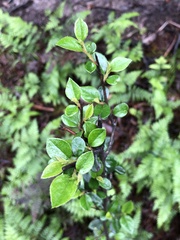 Cotoneaster franchetii