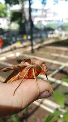 Protambulyx strigilis