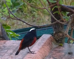 Phoenicurus leucocephalus