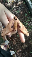 Protambulyx strigilis