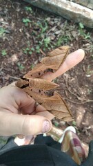 Protambulyx strigilis