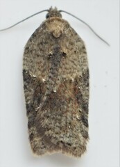 Acleris macdunnoughi