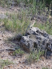 Crotaphytus collaris