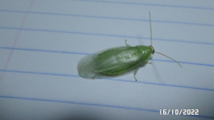 Panchlora